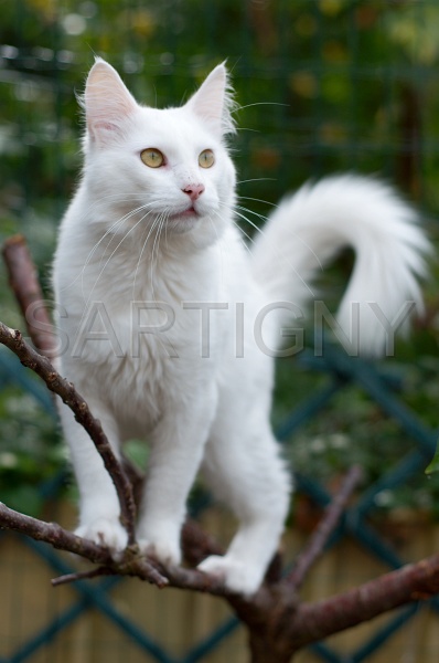ANGORRA TURC 011.jpg